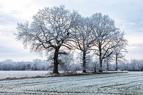 Group of trees in the Dernekamp hamlet, Kirchspiel, Dülmen, North Rhine-Westphalia, Germany