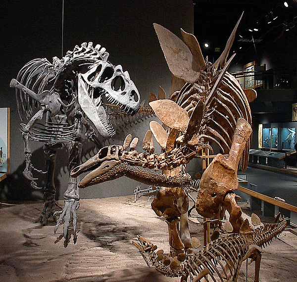 Stegosaurus mount showing to a good effect the high neck posture, the throat ossicles and the robust shoulder girdle and forelimbs