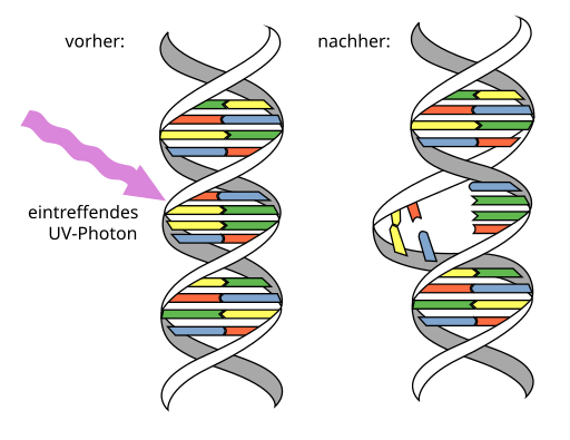 File:DNA UV mutation de.svg