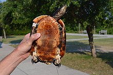 The plastron of the eastern chicken turtle (D. r. reticularia) sometimes features an indistinct splotch of color DSC 0126 (7845957020).jpg