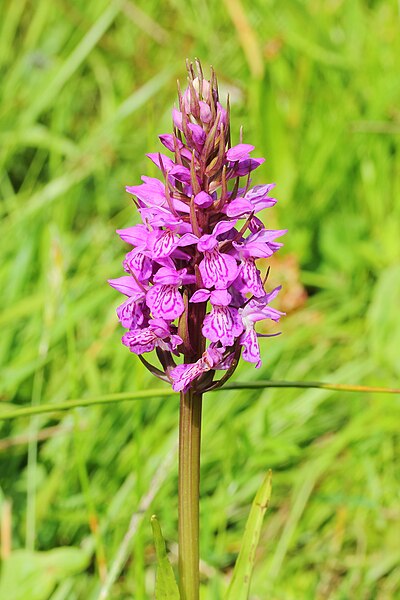 File:Dactylorhiza maculata subsp. maculata 04.jpg