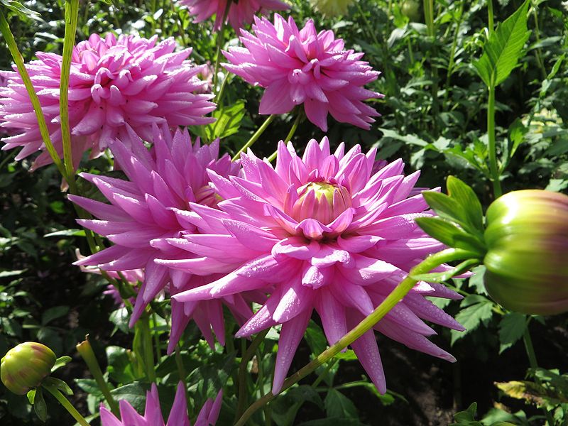 File:Dahlia 'Beverīna' 02.JPG