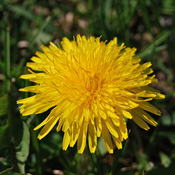 File:DandelionFlower.JPG