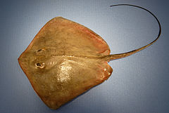 Dasyatis americana NOAA.jpg