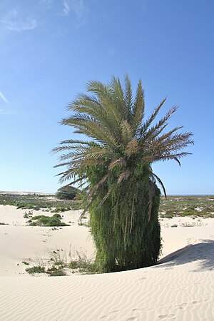 Cabo Verde: Historia, Geografía, Fauna y flora