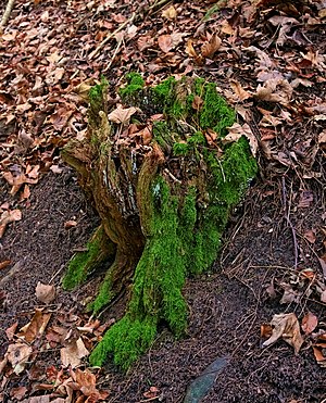 Dead tree stump overgrown with moss