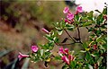 Delostoma integrifolium