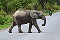 In einem Nationalpark: Ein Elefant überquert gerade die Straße.
