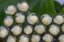 Direct developing eggs of Raorchestes jayarami. Developing eggs of Raorchestes jayarami.jpg