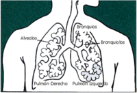 Cáncer De Pulmón: Historia, Clasificación, Epidemiología