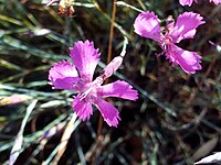 Dianthus toletanus