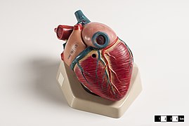 Modelo didáctico de un corazón de mamífero.