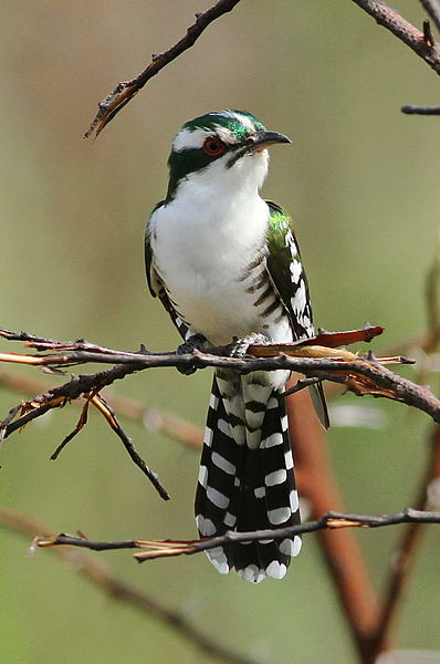 File:Diederik cuckoo, Chrysococcyx caprius, at Pilanesberg National Park, South Africa (15381449354).jpg