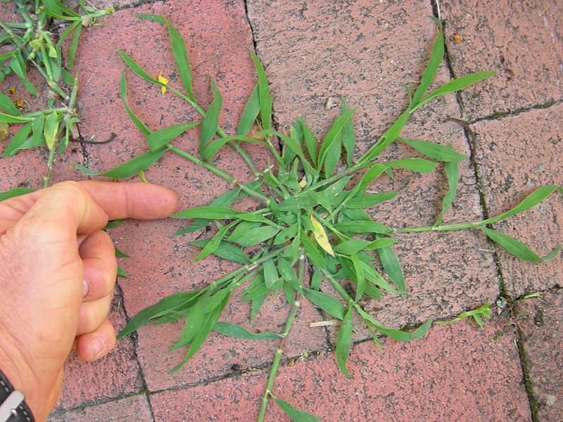 File:Digitaria sanguinalis plant2 (6971305746).jpg