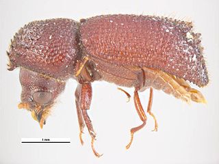 <span class="mw-page-title-main">Dinoderinae</span> Subfamily of beetles