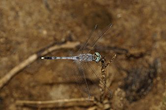 Ground Skimmer Diplacodes trivialis