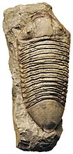 Fossil of the Late Ordovician-Middle Devonian trilobite Dipleura Dipleura dekayi 2.jpg