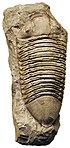 Fossil of the Late Ordovician-Middle Devonian trilobite Dipleura Dipleura dekayi 2.jpg