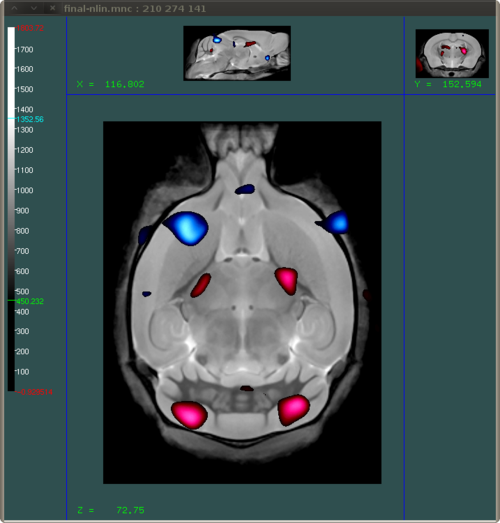 Final result of overlay mousebrain anatomy and two coloured tstats in Display from the MINC toolkit