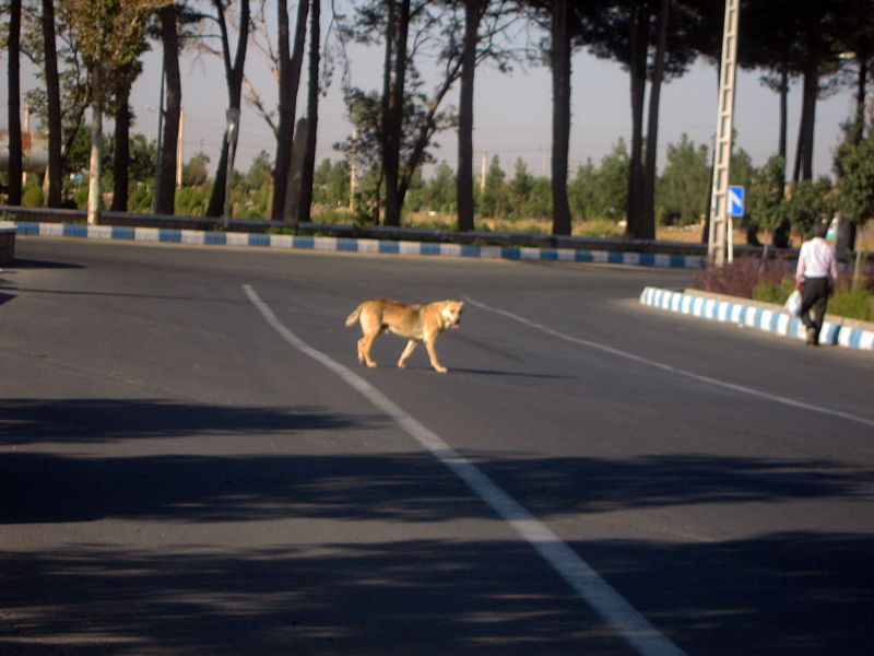 File:Dog passing street of Erfan - Nishapur 2.JPG