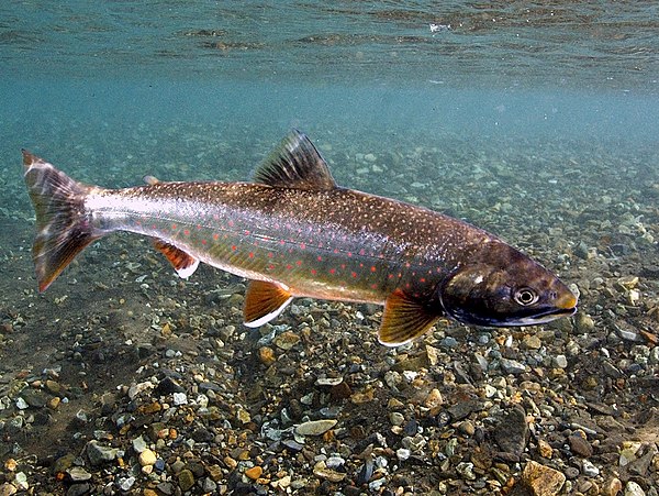 Dolly Varden in crystal clear river at the Bering Land Bridge National Preserve