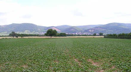 Von der Rheinebene aus weit sichtbar sind die Porphyr(Rhyolith)-Steinbrüche zwischen Schriesheim (links oben am Bildrand) und Dossenheim. Als geologische Fenster geben sie einen Blick frei zurück in die Zeit des Vulkanismus im Rotliegenden