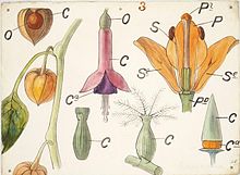 نمودار گیاه‌شناسی، حدود ۱۸۵۵ میلادی، کریستوفر درسر، موزهٔ وی‌اَنداِی، شمارهٔ: ۳۹۶۸