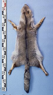 Thumbnail for File:Dusicyon griseus (Argentine) fur skin.jpg