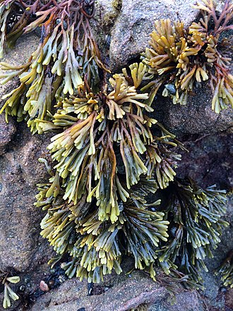 Dwarf rockweed, Pelvetiopsis limitata, north Moonstone near Cambria, CA Dwarf rockweed, north Moonstone.jpg