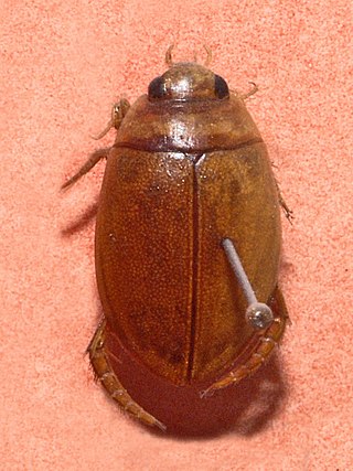 <i>Graphoderus austriacus</i> Species of beetle