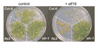 <span class="mw-page-title-main">EF-Tu receptor</span> Pattern-recognition receptor (PRR)