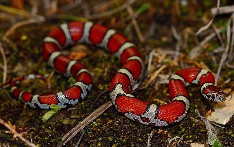 File:Eastern Milk Snake (Lampropeltis triangulum triangulum) (42646924152).jpg
