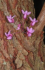 Thumbnail for File:Eastern Redbud - Cercis canadensis, Leesylvania State Park, Woodbridge, Virginia, April 26, 2019 (52477890697).jpg