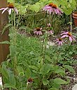 Echinacea purpurea.jpg