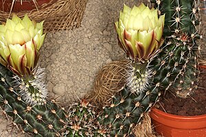 Echinocereus papillosus pm 01.jpg