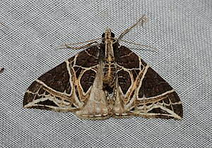 Ecliptopera rectilinea (Geometridae Larentiinae).jpg