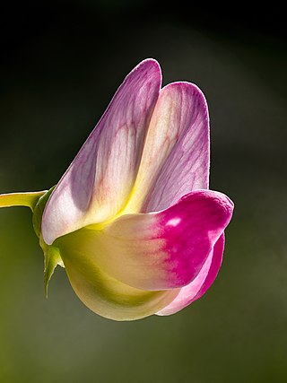 Focus stack of flower of a sweet pea (Lathyrus odoratus) in a garden in Bamberg, Germany