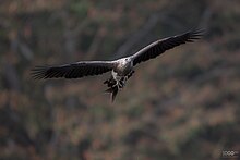 the lesser fish eagle with fish kill Edit8.jpg