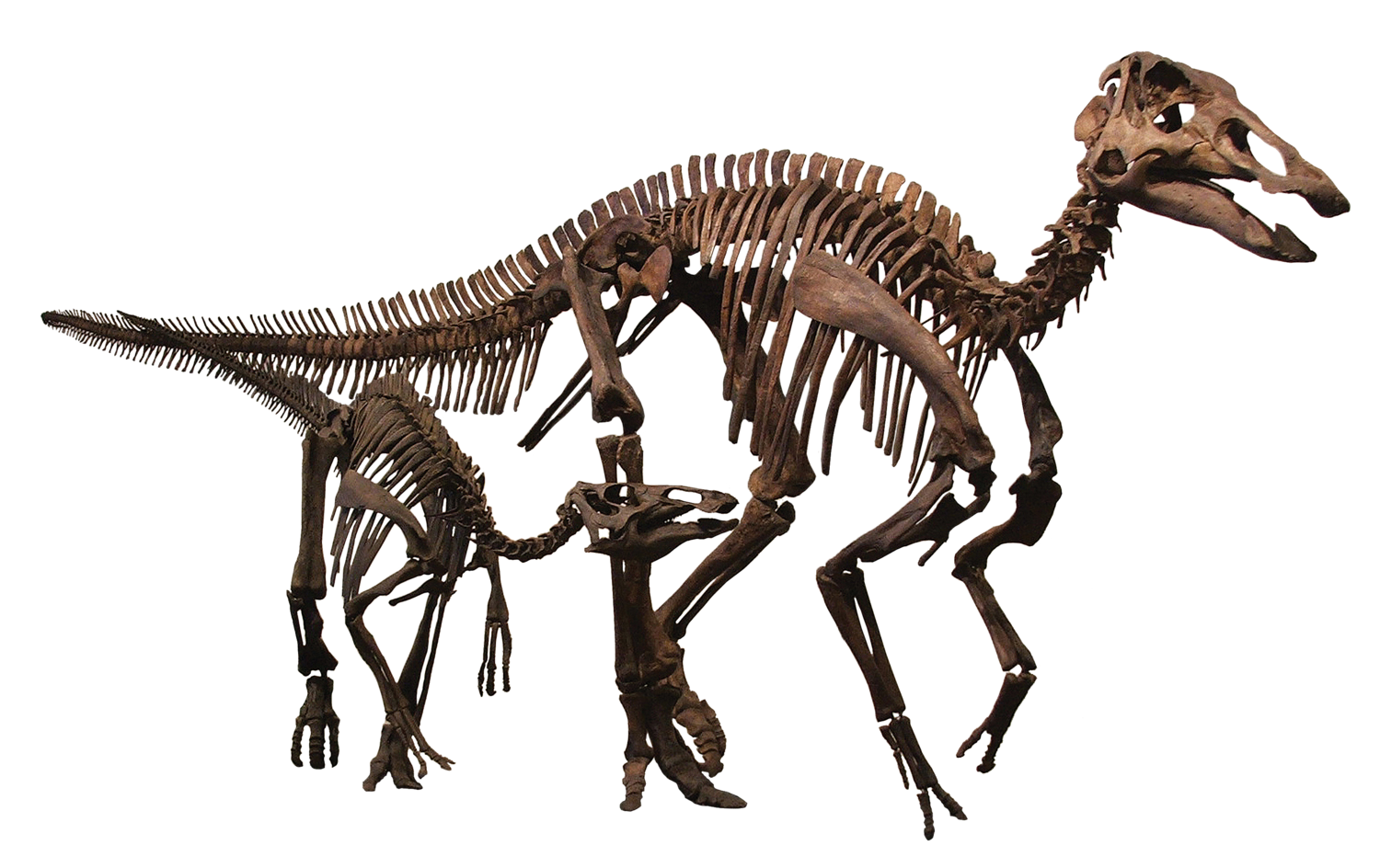 Animal de esqueleto de dinossauro Tirirossauro dinossauro Velociraptor, t  rex, Tiranossauro, terrestre Animal, animal png