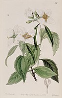 Edwards's botanical register (Plate 39) (7949449384).jpg