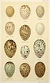 Eggs of British Birds Seebohm 1896 Plate55.jpg