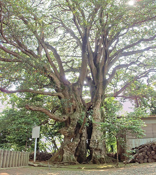 File:Elaeocarpus sylvestris 20100612 (a).jpg