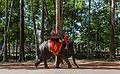 * Nomination: Elephant ride in Angkor Thom, Cambodia --Poco a poco 20:33, 14 March 2014 (UTC) * Review Probably excessive brightening - haloes on the foliage --A.Savin 12:54, 15 March 2014 (UTC)