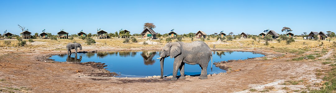 Éléphants de savane d'Afrique à Elephant Sands dans le Botswana. Juillet 2018.