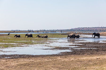 ไฟล์:Elefantes africanos de sabana (Loxodonta africana), parque nacional de Chobe, Botsuana, 2018-07-28, DD 17.jpg