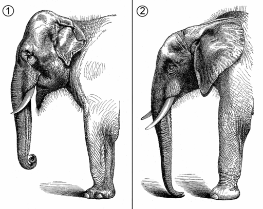 Elefants comparative anatomy