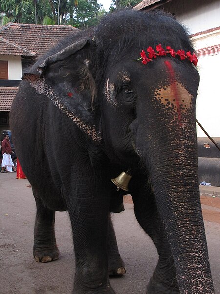 File:Elephane-from-Mookambika-Temple-Karnataka.jpg