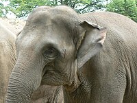 Asian elephant Elephas maximus zoo hamburg asian elephant.JPG