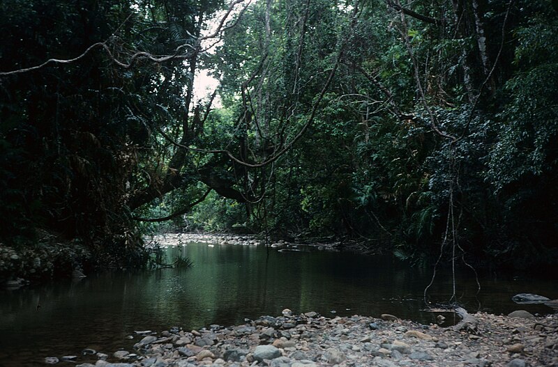 File:Emmagen Creek, Daintree National Park, Cape Tribulation, 1989 QUT-502.jpg