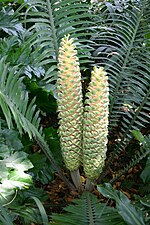 Miniatura per Encephalartos villosus